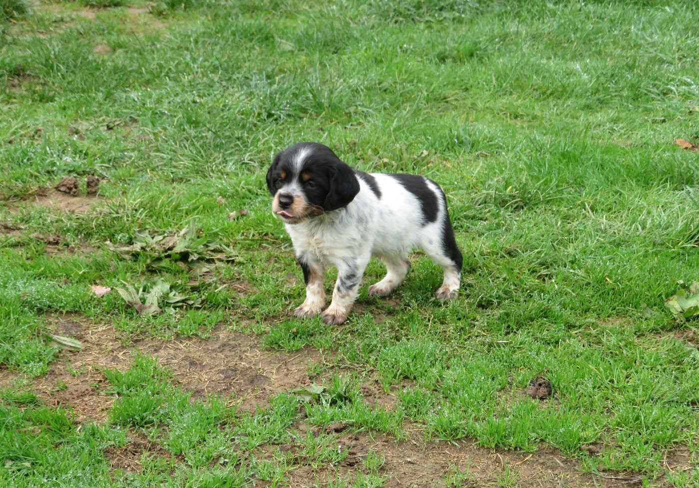 Altesse De la plaine marat