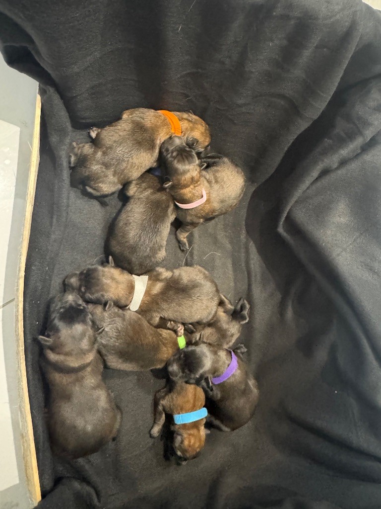 Naissance des chiots de Racaille et Rork 
