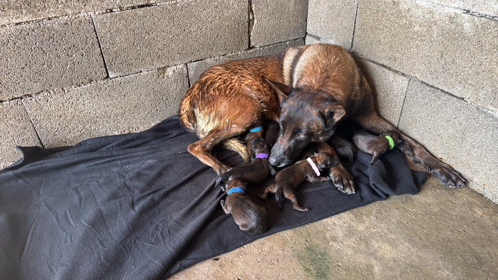 Chiot Berger Belge Des Gardiens Noir Des Sous Bois