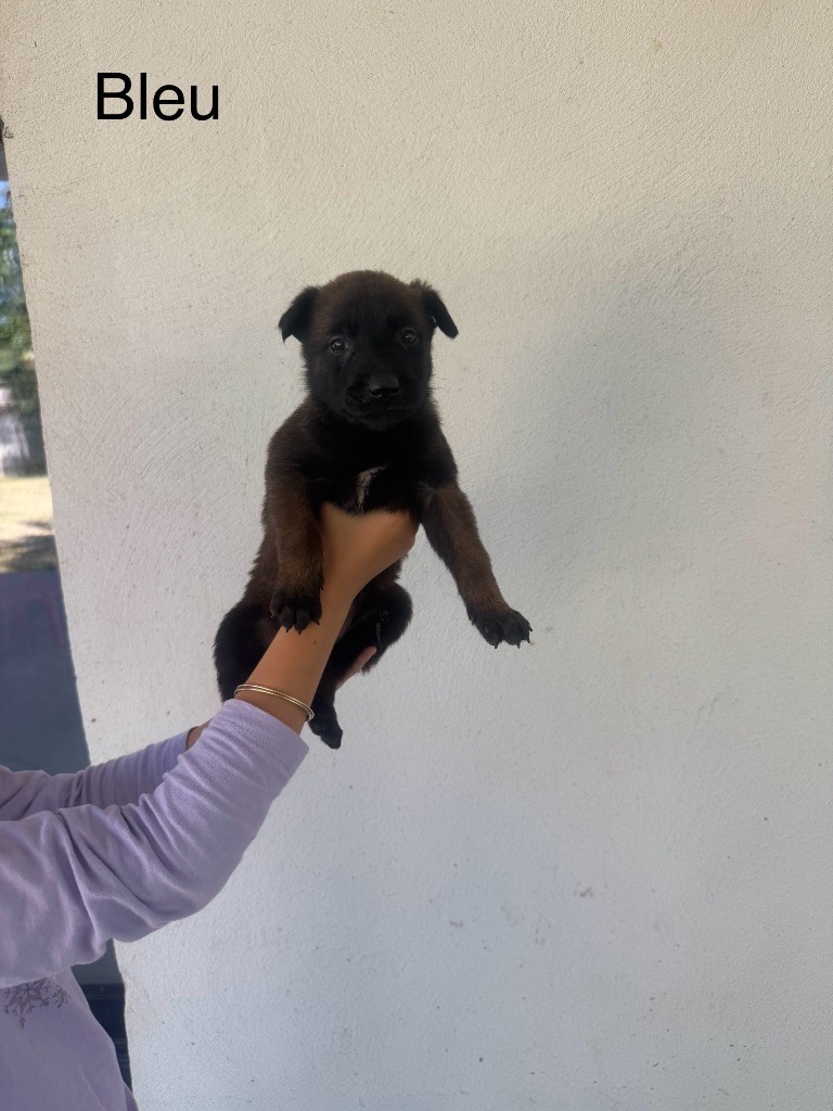 Des Gardiens Noir Des Sous Bois - Chiots disponibles - Berger Belge