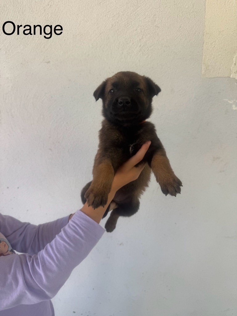 Des Gardiens Noir Des Sous Bois - Chiots disponibles - Berger Belge