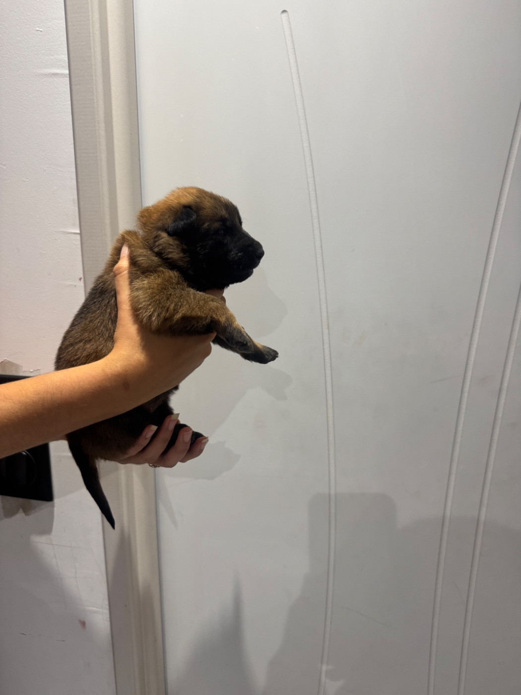 Des Gardiens Noir Des Sous Bois - Chiots disponibles - Berger Belge