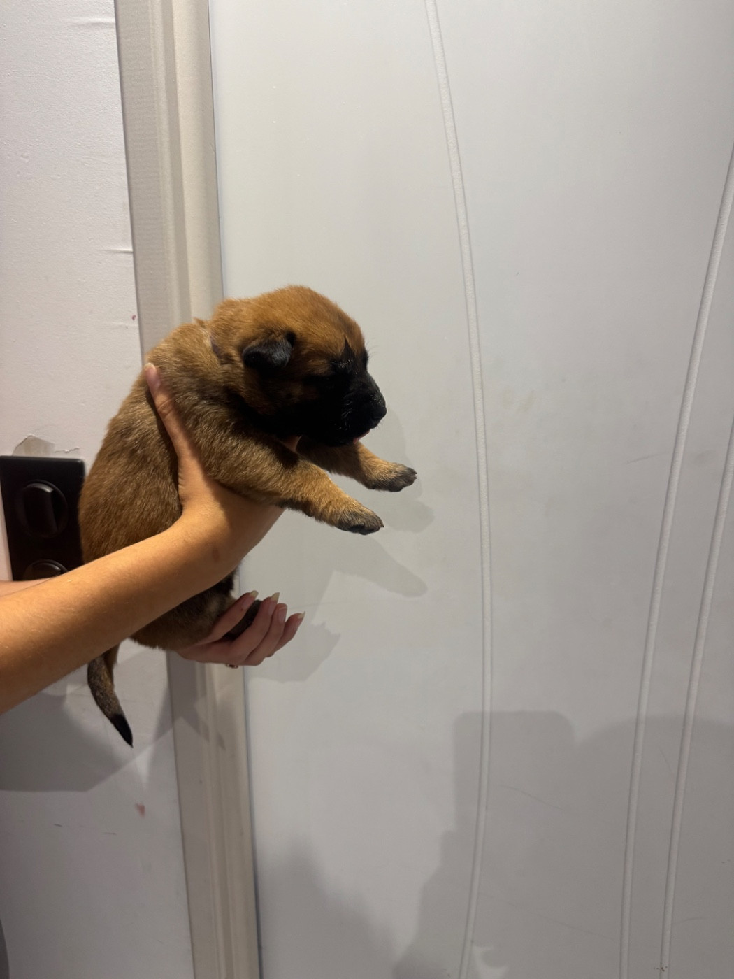 Des Gardiens Noir Des Sous Bois - Chiots disponibles - Berger Belge