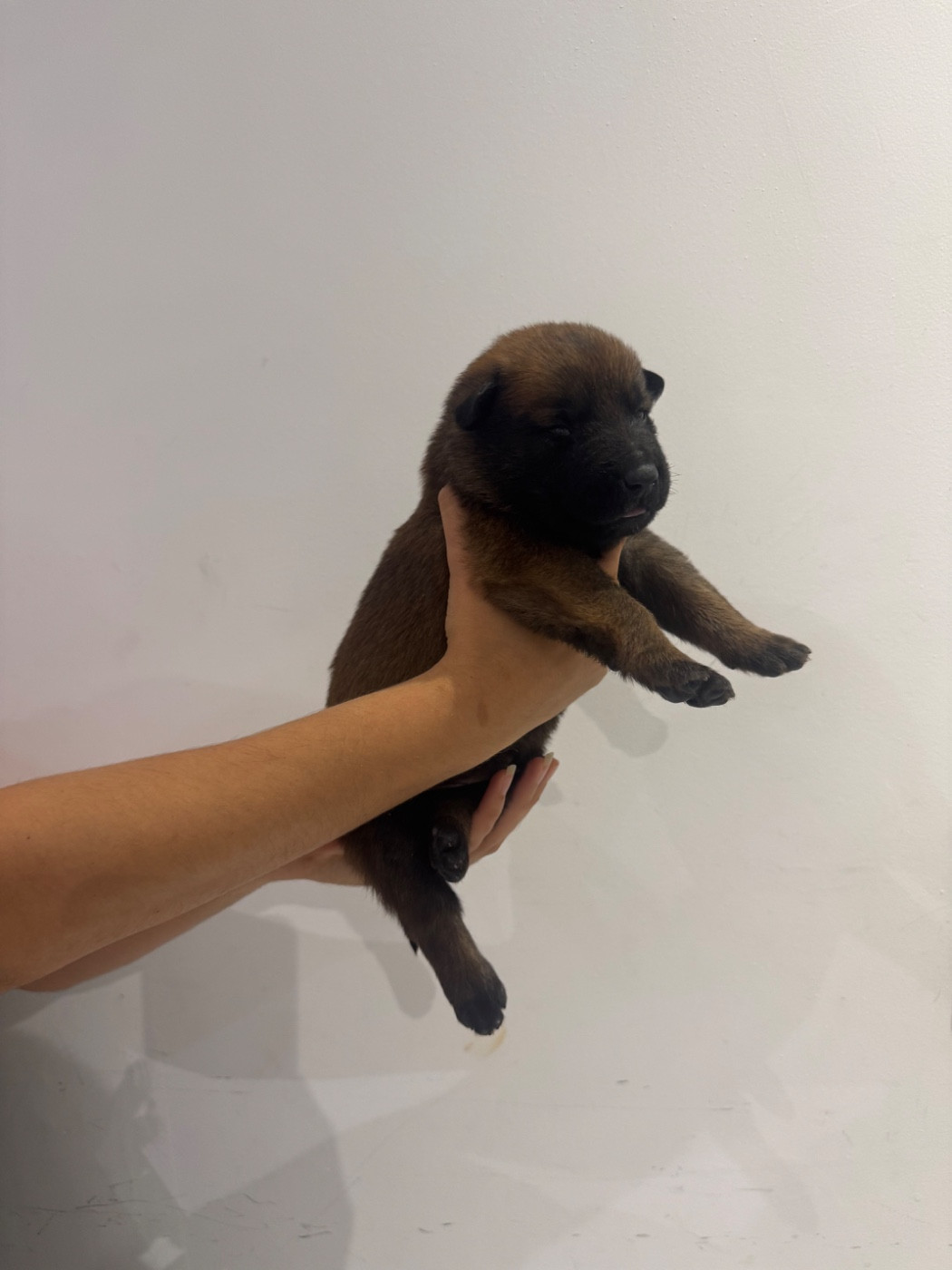 Des Gardiens Noir Des Sous Bois - Chiots disponibles - Berger Belge