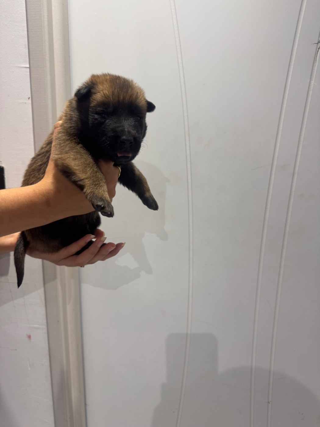 Des Gardiens Noir Des Sous Bois - Chiots disponibles - Berger Belge