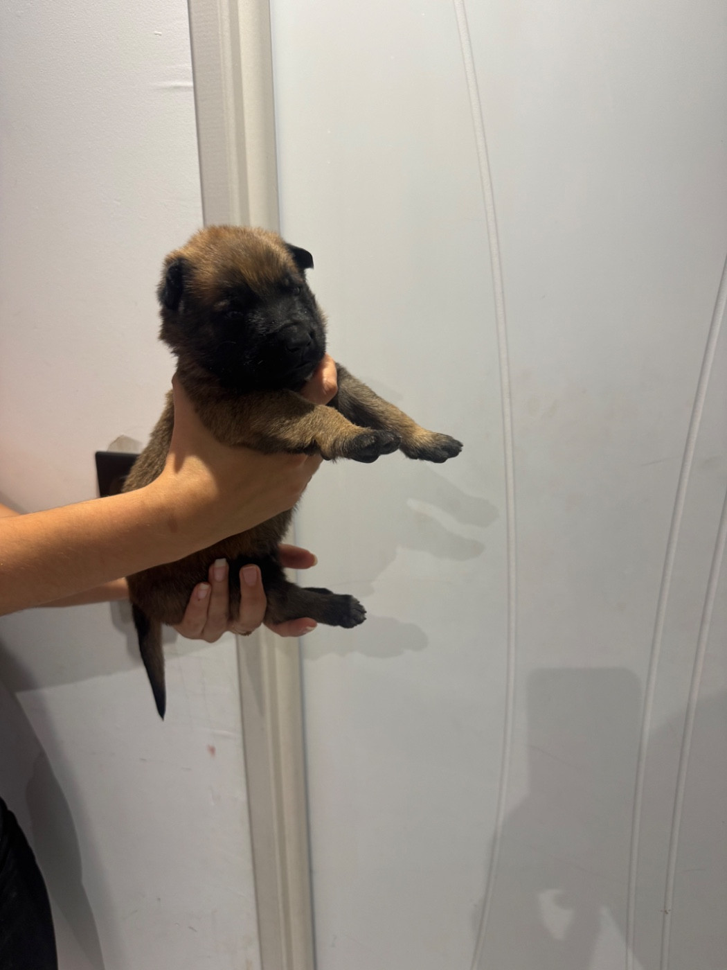 Des Gardiens Noir Des Sous Bois - Chiots disponibles - Berger Belge