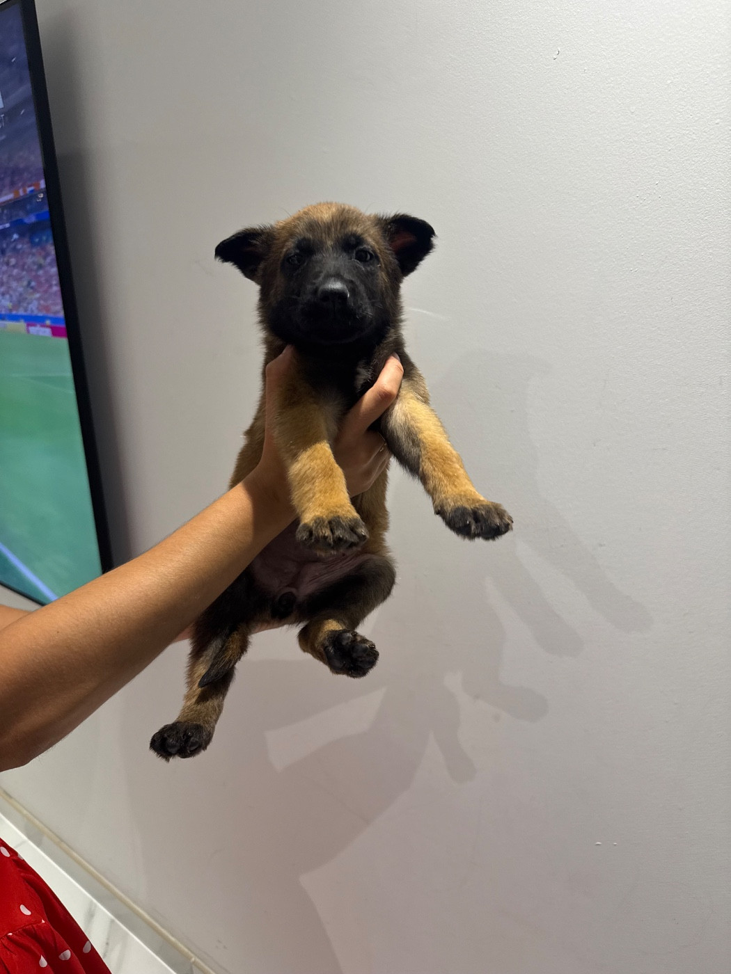 Des Gardiens Noir Des Sous Bois - Chiots disponibles - Berger Belge