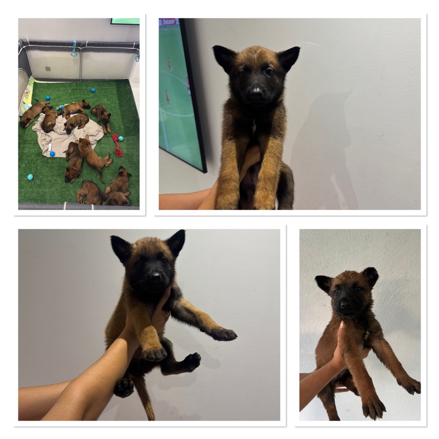 Chiot Berger Belge Des Gardiens Noir Des Sous Bois