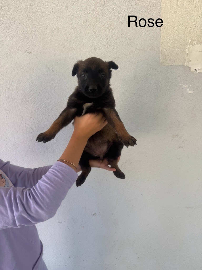 Des Gardiens Noir Des Sous Bois - Chiots disponibles - Berger Belge