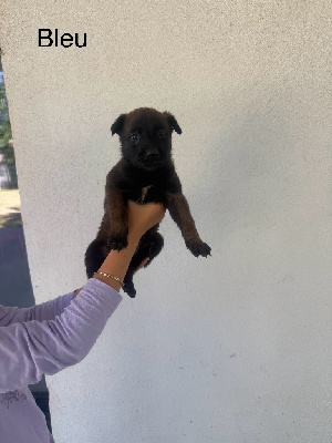 CHIOT 4