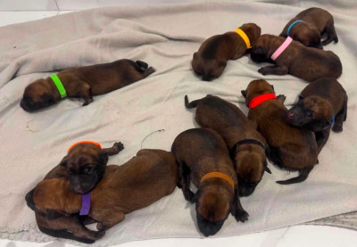 CHIOT 6