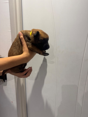 CHIOT 2