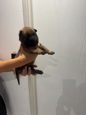 CHIOT 10