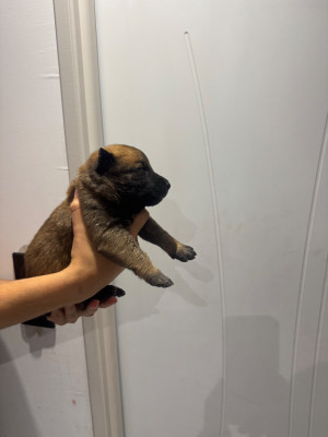 CHIOT 5