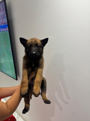 CHIOT 7