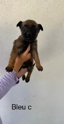 CHIOT 3