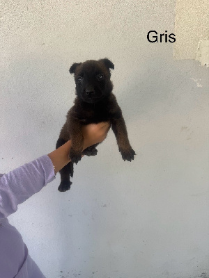 CHIOT 2
