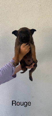 CHIOT 1