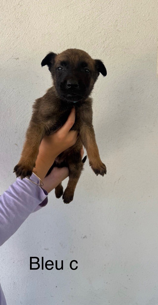 Des Gardiens Noir Des Sous Bois - Chiots disponibles - Berger Belge