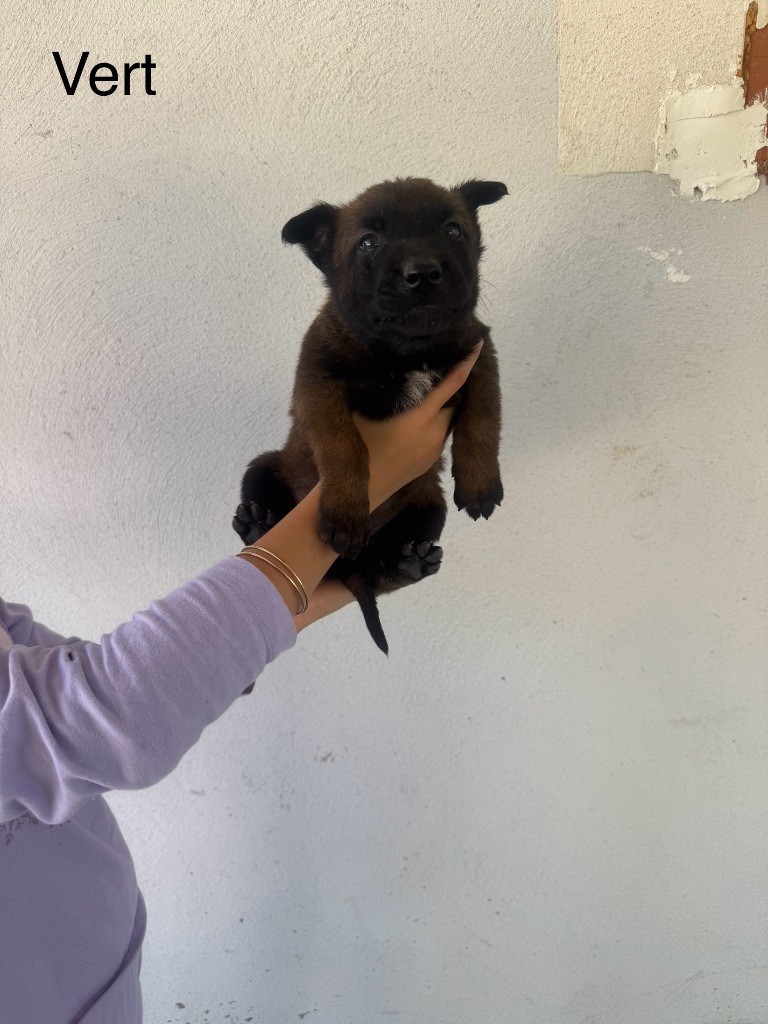 Des Gardiens Noir Des Sous Bois - Chiots disponibles - Berger Belge