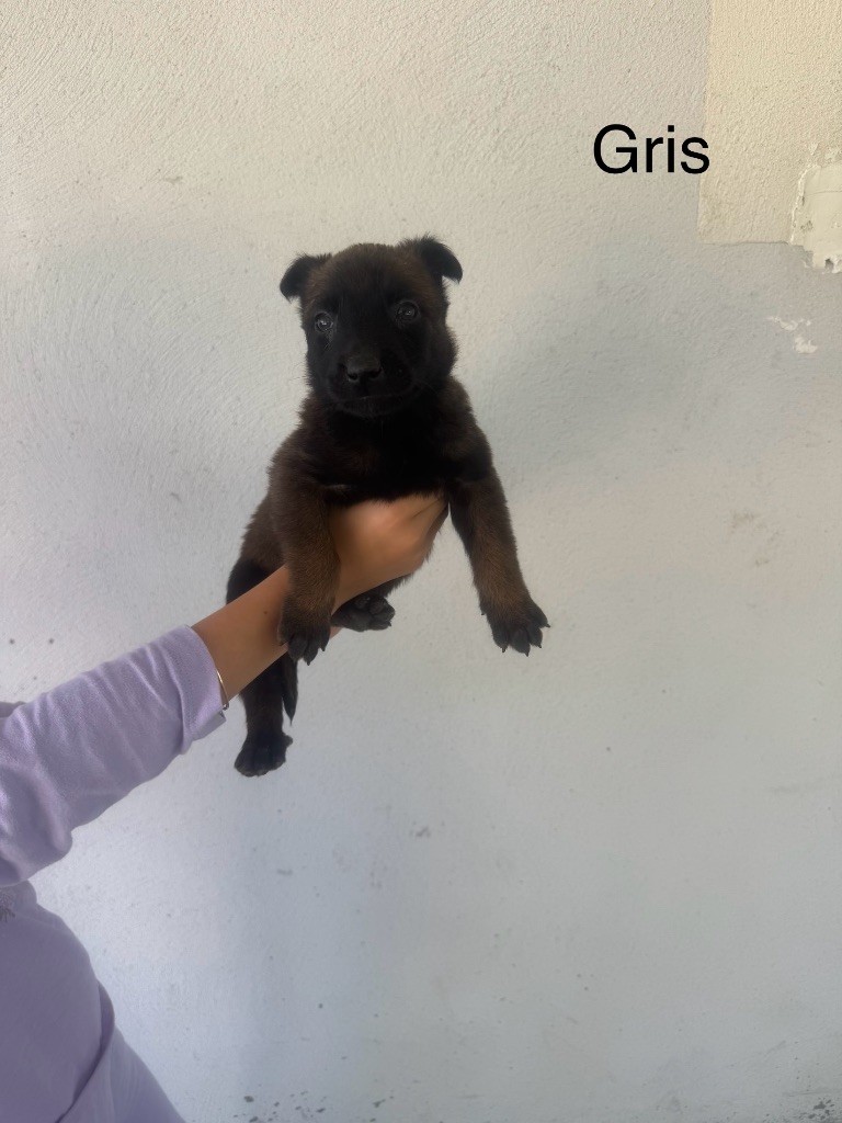Des Gardiens Noir Des Sous Bois - Chiots disponibles - Berger Belge