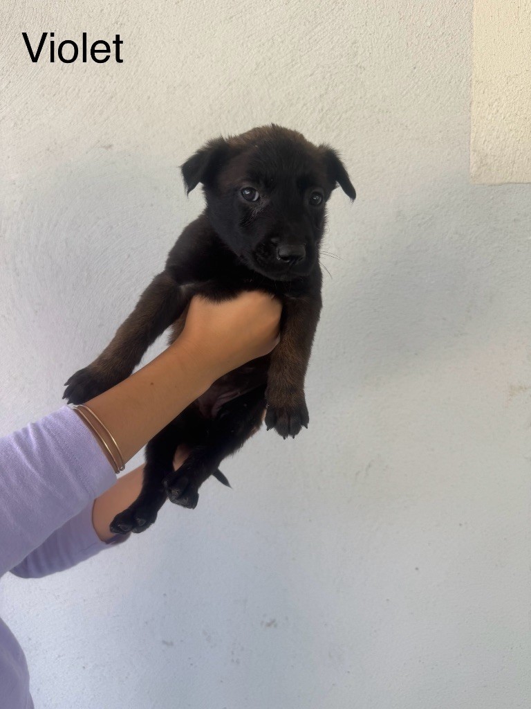 Des Gardiens Noir Des Sous Bois - Chiots disponibles - Berger Belge