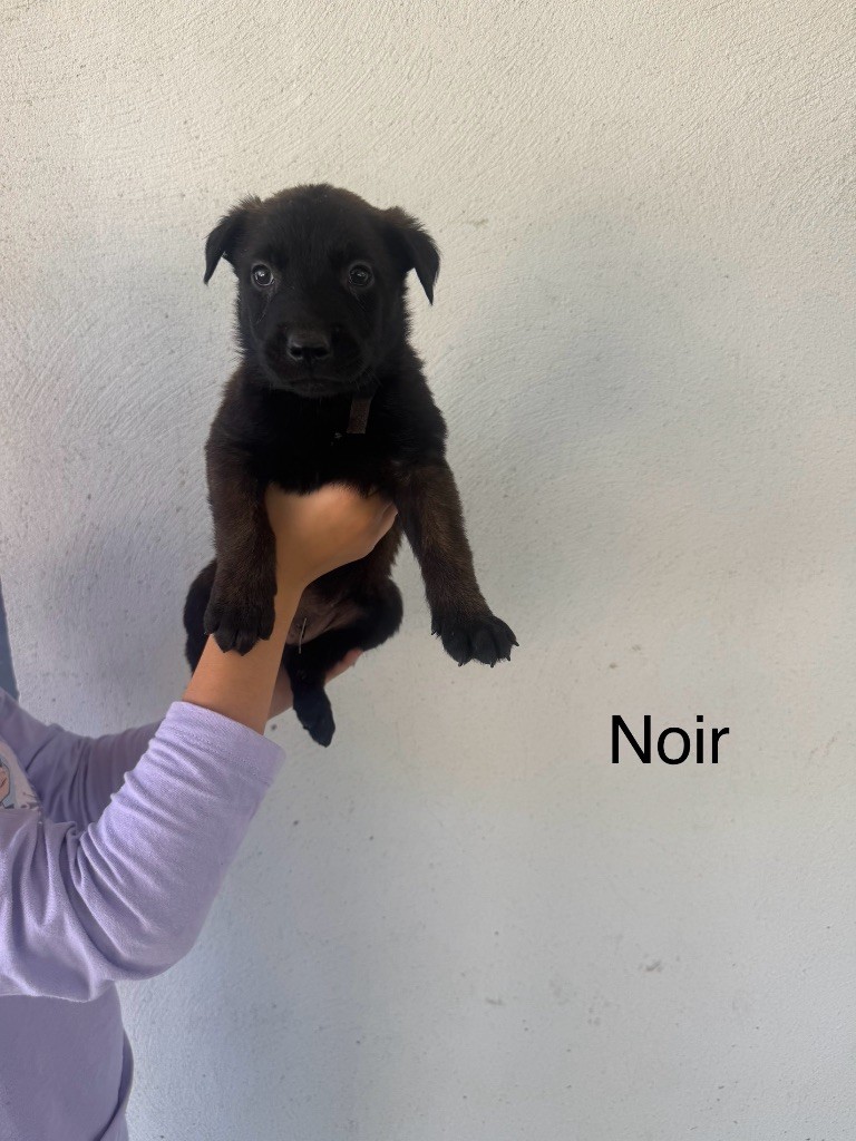 Des Gardiens Noir Des Sous Bois - Chiots disponibles - Berger Belge