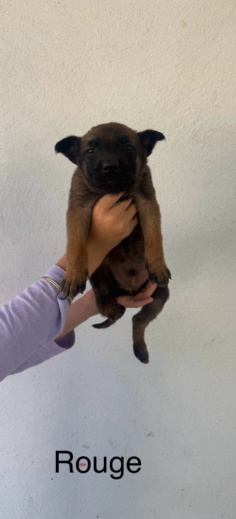 Des Gardiens Noir Des Sous Bois - Chiots disponibles - Berger Belge